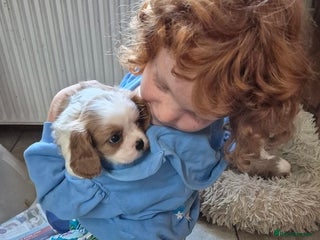 Cavalier King Charles Spaniel dogs - Advert 9