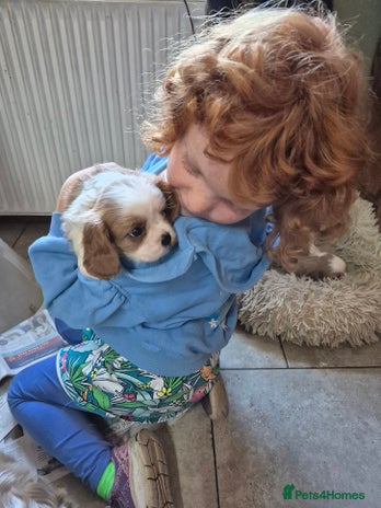 Cavalier King Charles Spaniel dogs - Advert 10