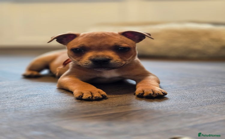 Staffordshire Bull Terrier dogs - Advert 1