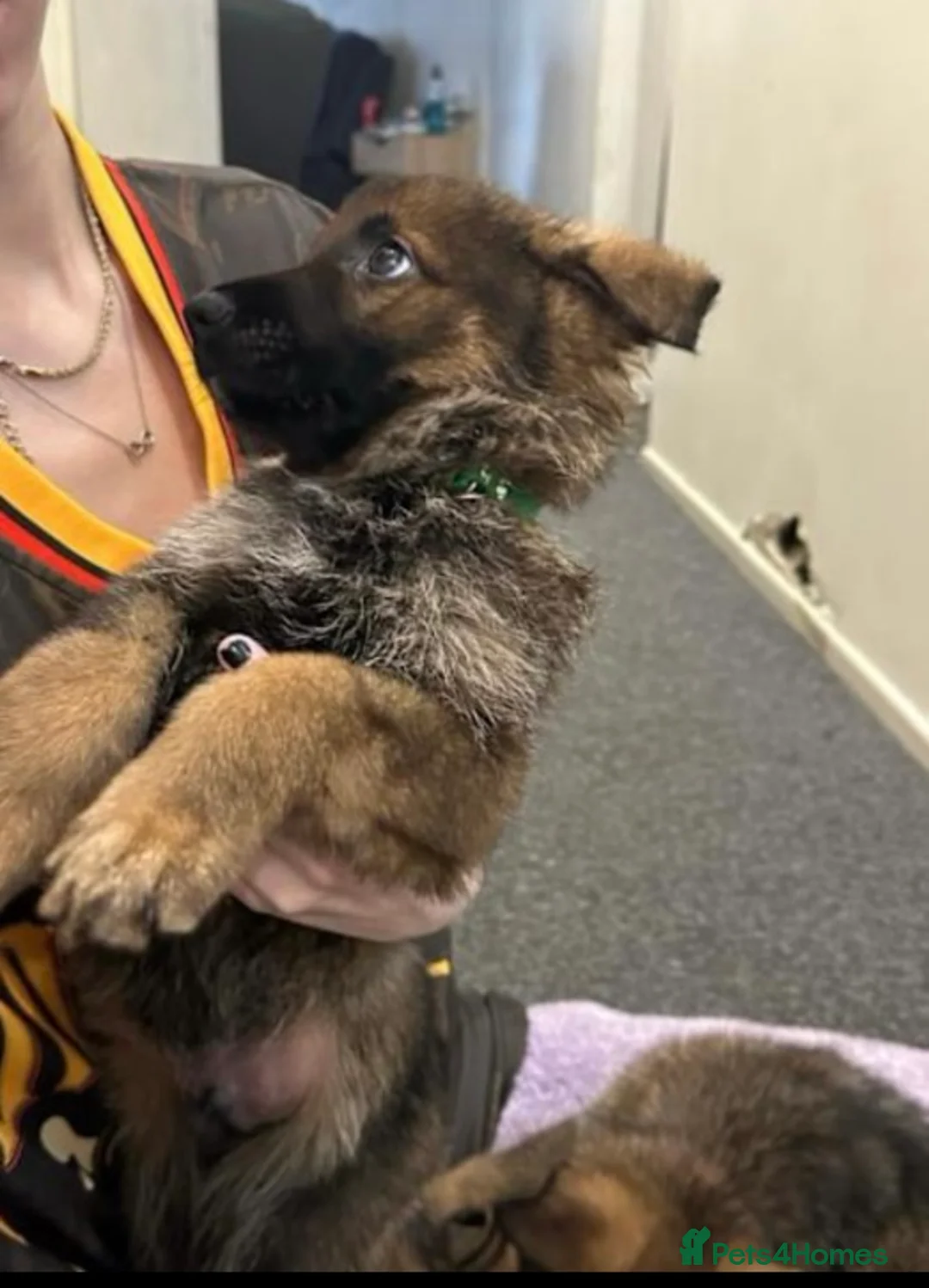 German Shepherd dogs for sale: 100% Healthy Pure Breed  German Shepherd Puppies  - Advert 17