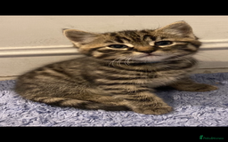 Mixed Breed cats for sale: Kittens 😸 MaineCoon x kittens READY TODAY ❤️😸🐈 - Image 22