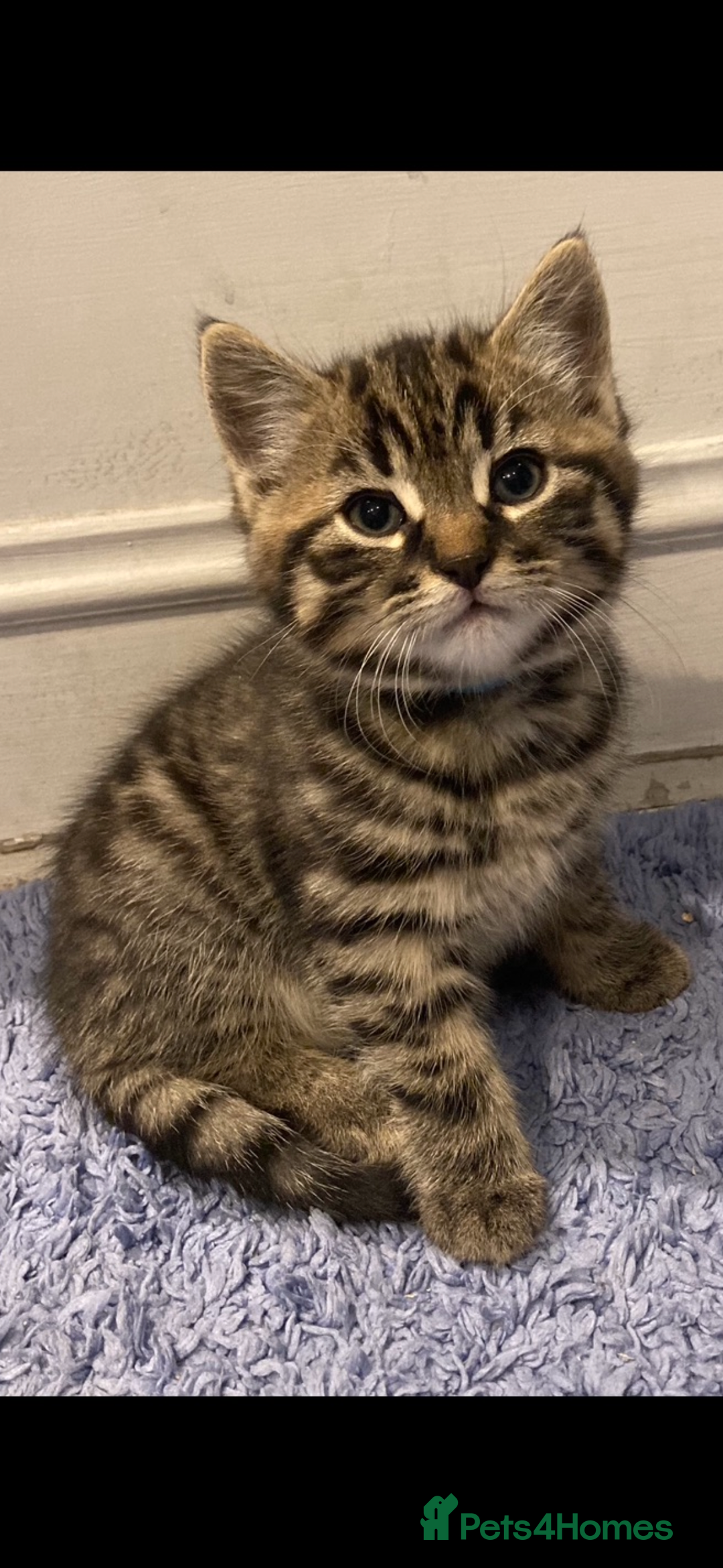 Mixed Breed cats for sale: Kittens 😸 MaineCoon x kittens READY TODAY ❤️😸🐈 - Image 22