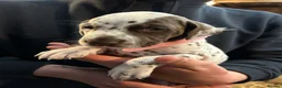 Dalmatian dogs for sale: Dalmatian puppies  in Okehampton - Advert 27