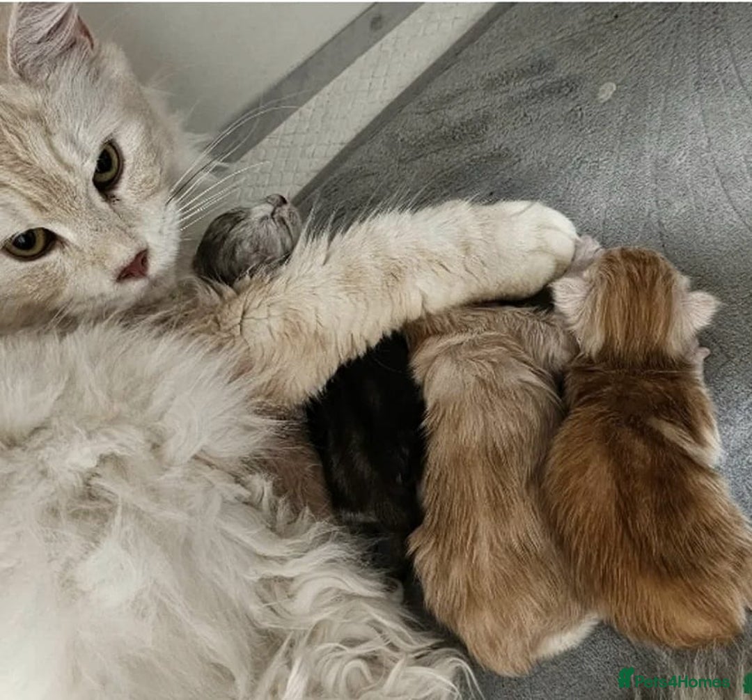 Maine Coon cats for sale: Kittens - Image 6