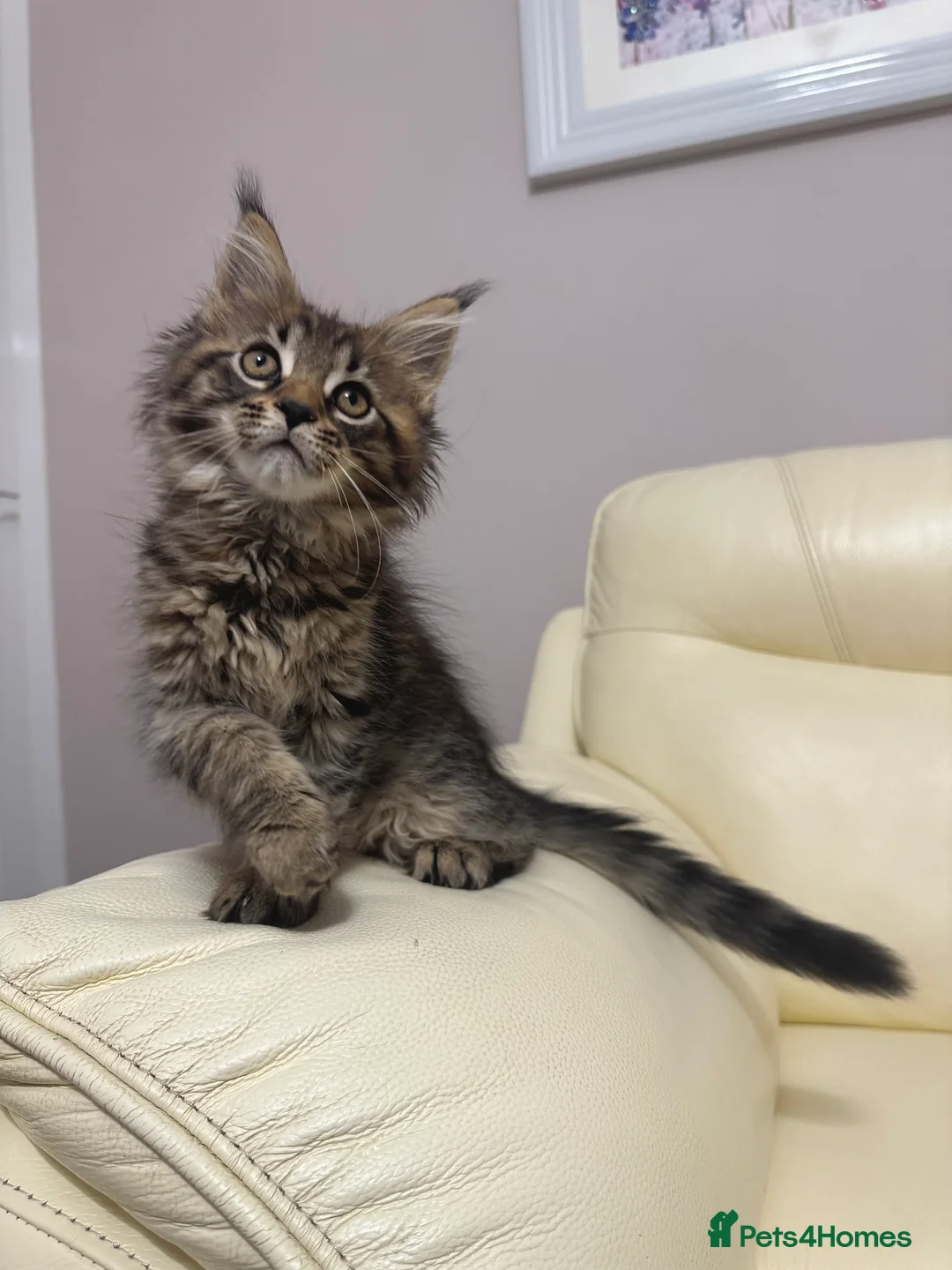 Maine Coon cats for sale: MaineCoonKitten🏆20+gen🧬Outstadning Full Pedigree - Advert 3