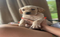 Labrador Retriever dogs for sale: Labrador puppies - Image 8