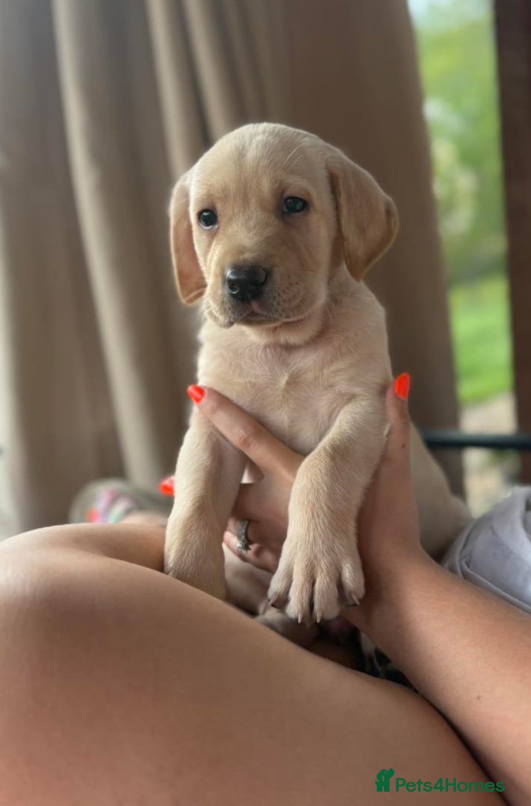 Labrador Retriever dogs for sale: Labrador puppies - Image 8