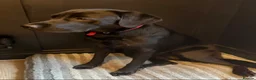 Labrador Retriever dogs for sale: KC Registered Black Labrador Bitch 13mnth Old in York - Advert 3