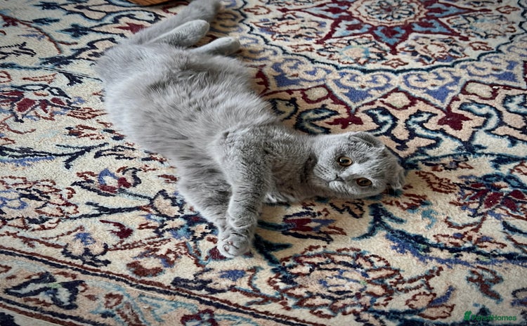 Scottish Fold cats - Advert 14