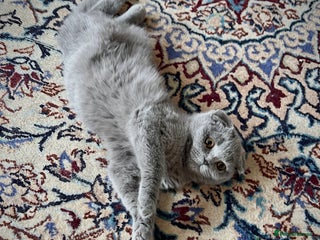 Scottish Fold cats - Advert 18