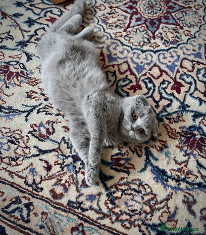 Scottish Fold cats - Advert 1