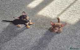 Chihuahua dogs for sale: Chihuahua boys - Image 1