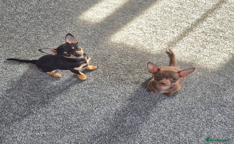 Chihuahua dogs - Advert 2