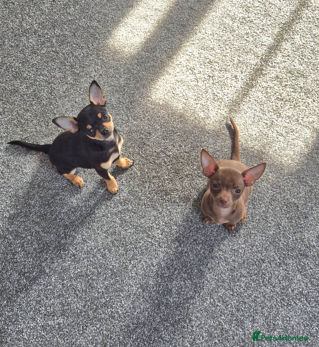 Chihuahua dogs for sale: Chihuahua boys - Image 1