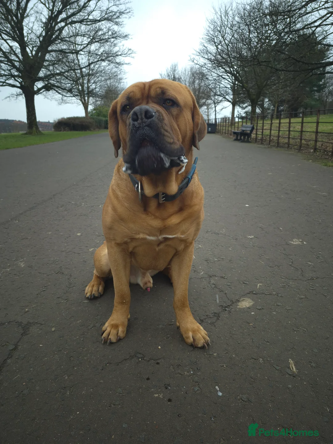 Dogue De Bordeaux dogs for stud: KC RED DARK MASK DOGUE DE BORDEUX  in Glasgow - Advert 6