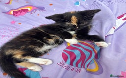 Mixed Breed cats for sale: Playful Female Kitten Ready for Her Forever Home - Image 7