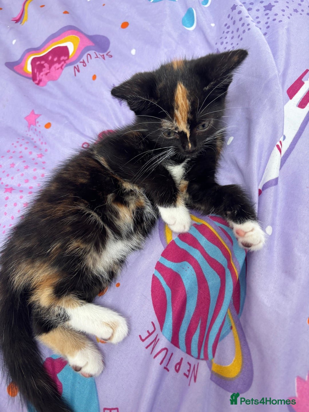 Mixed Breed cats for sale: Playful Female Kitten Ready for Her Forever Home - Image 7