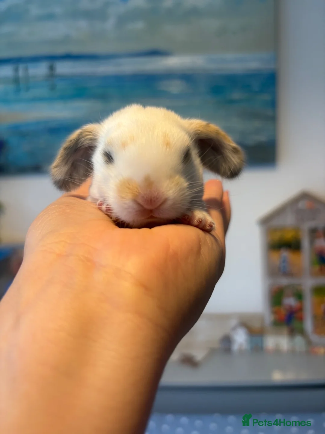 French Lop rabbits for sale: The happy hoppers French lop babies - Advert 2