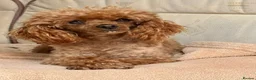 Toy Poodle dogs for sale: Beautiful Toy Poodle Puppies in Sevenoaks - Advert 17