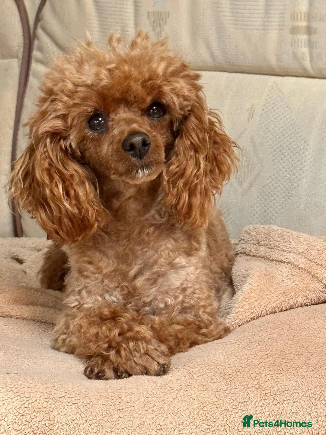 Toy Poodle dogs for sale: Beautiful Toy Poodle Puppies in Sevenoaks - Advert 17