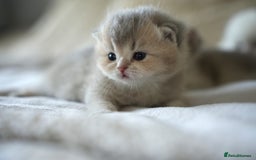 Scottish Fold cats for sale: Scottish fold - Image 11