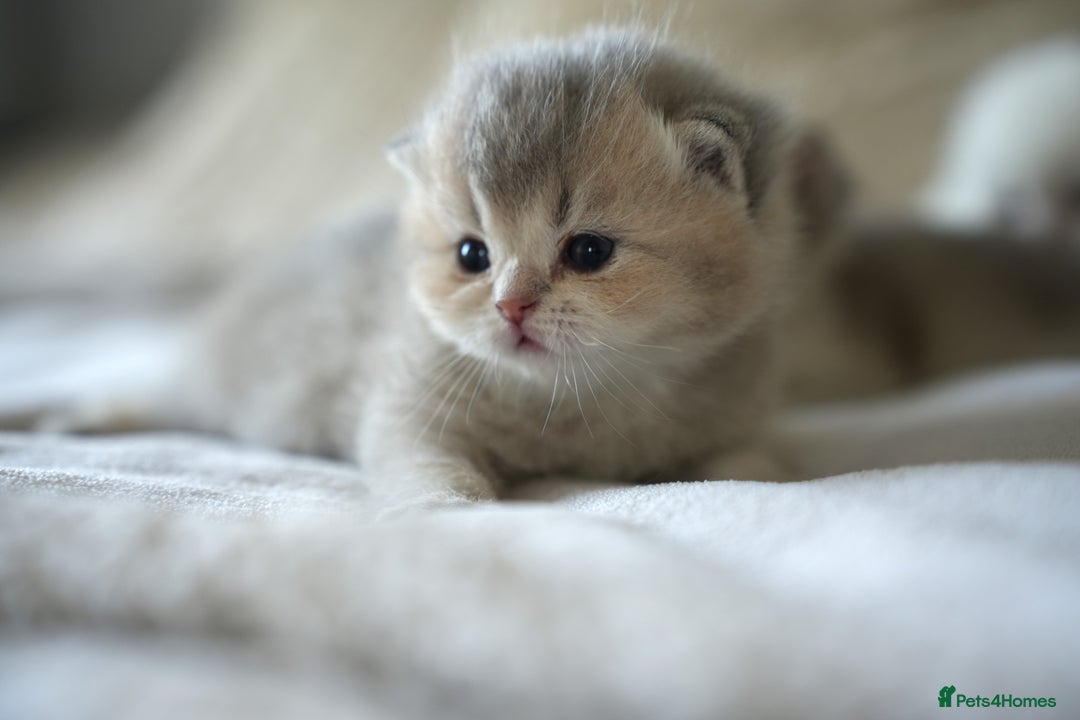 Scottish Fold cats for sale: Scottish fold - Image 11