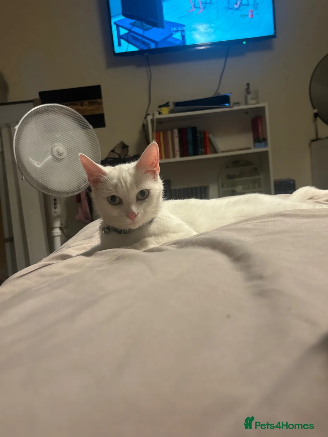Mixed Breed cats for sale: 5 Year Old Mila - Advert 3