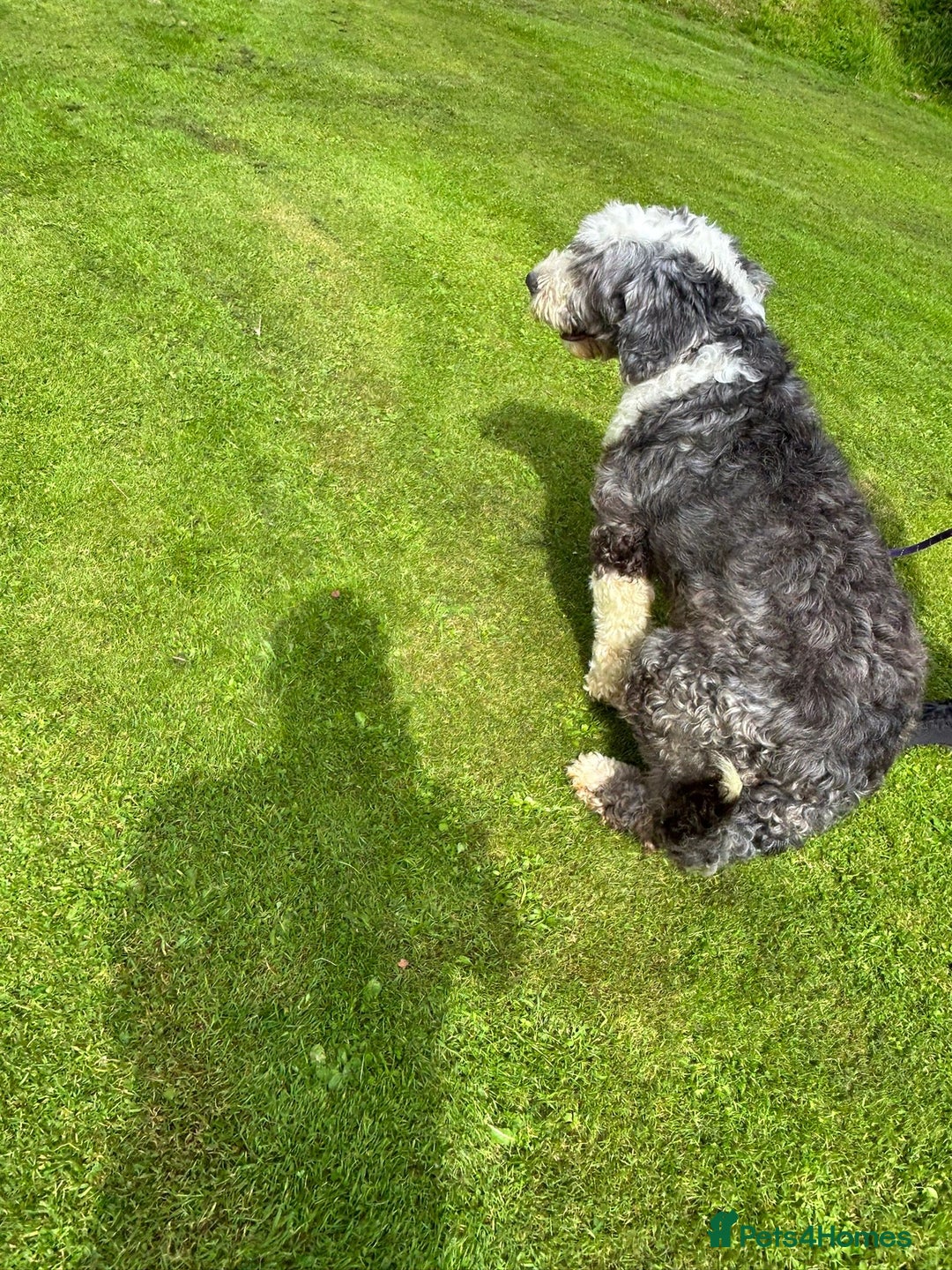 Old English Sheepdog dogs for sale: Old English Sheepdog  - Image 2