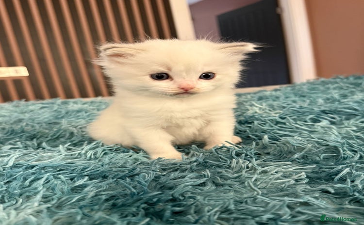 Ragdoll cats - Advert 13