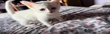 Mixed Breed Kitten 4