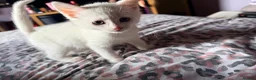Mixed Breed cats for sale: Beautiful kittens  in Heanor - Advert 11