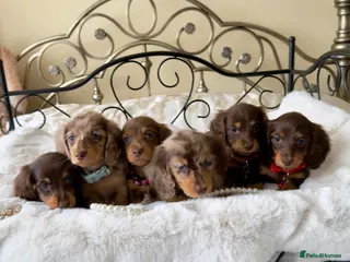 Miniature Dachshund dogs Long haired miniature dachshund puppies - Advert 12