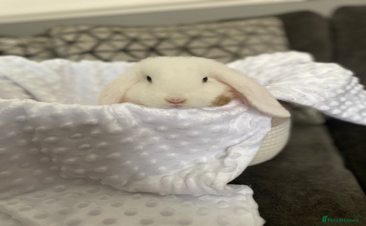 Mini Lop rabbits - Advert 3