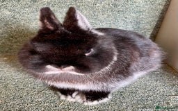 Netherland Dwarf rabbits for sale: Netherland dwarf bucks - Advert 5