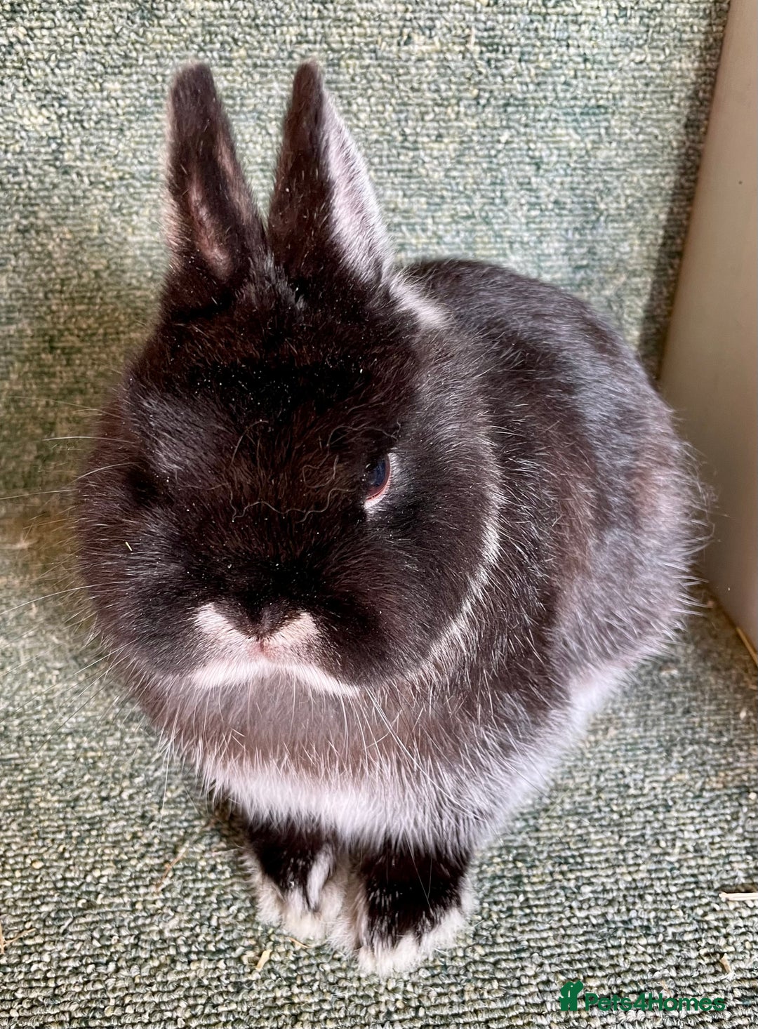 Netherland Dwarf rabbits for sale: Netherland dwarf bucks - Advert 5