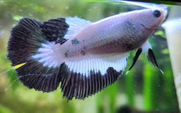 Bettas fish for sale: Betta fish for sale  - Image 8