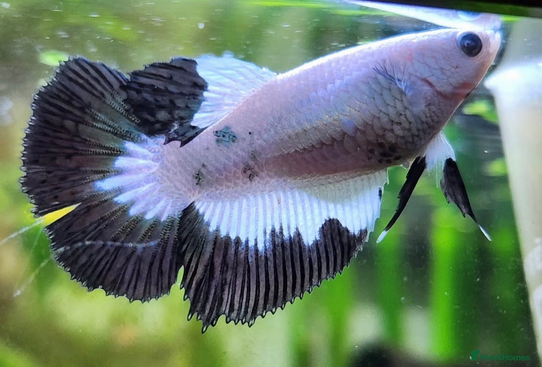 Bettas fish for sale: Betta fish for sale  - Image 8