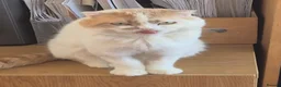 Scottish Fold cats for sale: Scottish fold/ sphinx mix - Advert 3