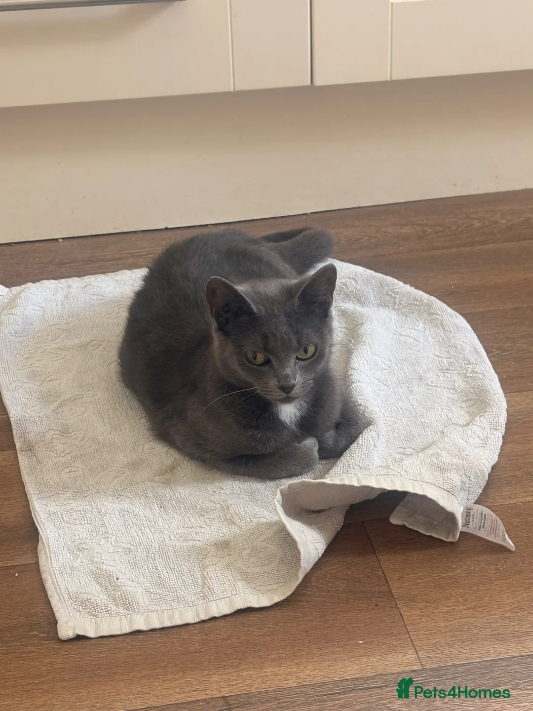 Mixed Breed cats for sale: Beautiful shy girl looking for quiet forever home in Huntingdon - Advert 2