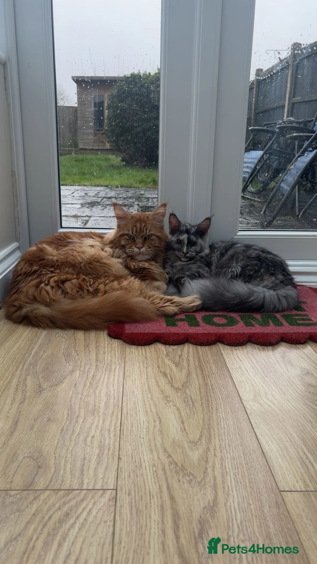 Maine Coon cats for sale: Maincoon cats for rehoming together.  - Advert 1
