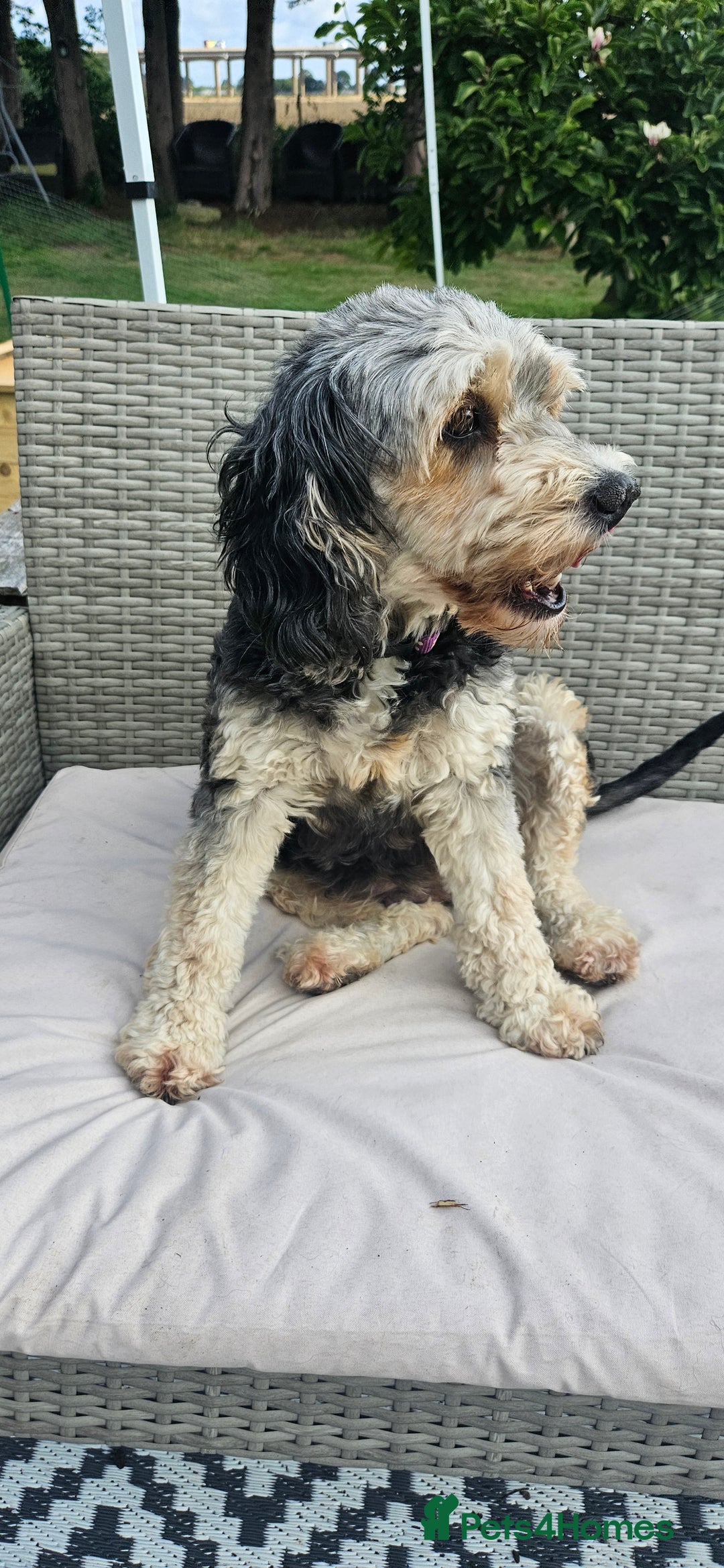 Cockapoo dogs for sale: Cockapoo  LAST GIRL AVAILABLE NOW - Image 5