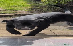 Presa Canario dogs for sale: 5 month old presa canario pup Milo - Image 6
