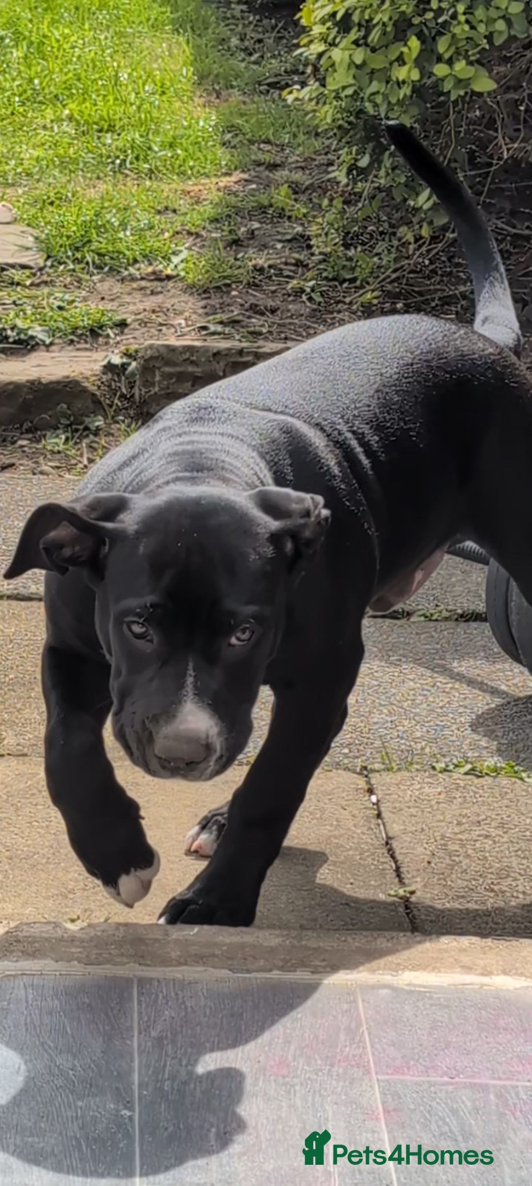 Presa Canario dogs for sale: 5 month old presa canario pup Milo - Image 6