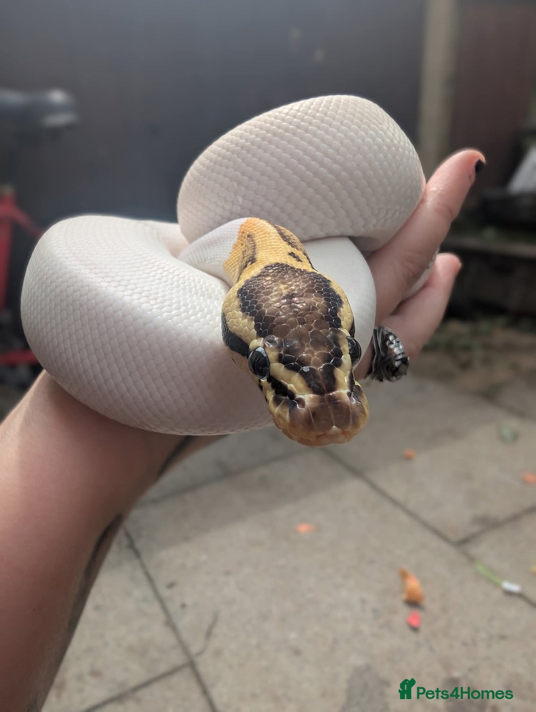 Snake reptiles for sale: Corn snakes and pythons for sale  - Advert 9