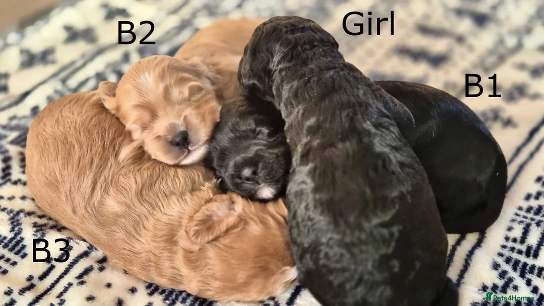 Mixed Breed dogs for sale: Beautiful Cava-Cockapoo puppies…. - Advert 1