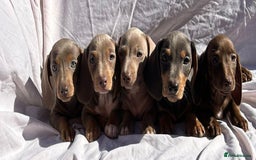 Miniature Dachshund dogs for sale: READY NOW STUNNING MIX KC MIN PRA CLR - Image 7