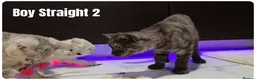 Scottish Fold cats for sale: Scottish Fold Kittens - Advert 11