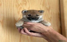 Japanese Shiba Inu dogs for sale: Gorgeous, KC-Registered Shiba Inu Puppies - Image 8