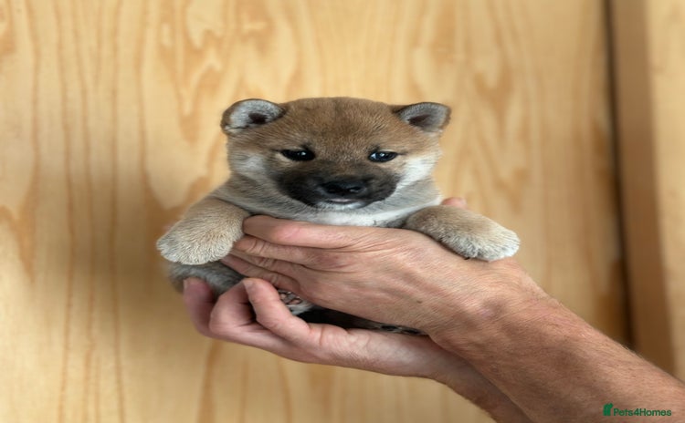 Japanese Shiba Inu dogs - Advert 12
