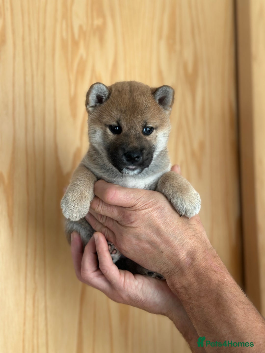 Japanese Shiba Inu dogs for sale: Gorgeous, KC-Registered Shiba Inu Puppies - Image 8